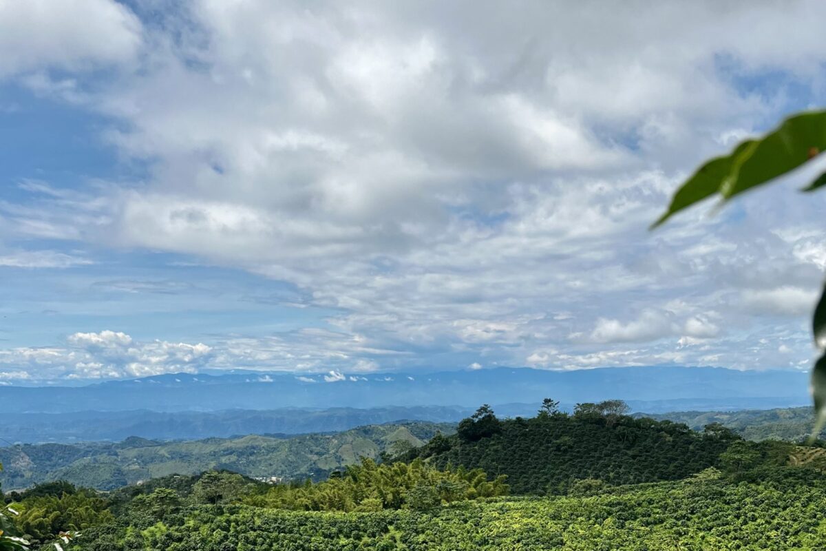 Discovering the Essence of Brewtopia: A Journey Through the Artisan Coffee Experience